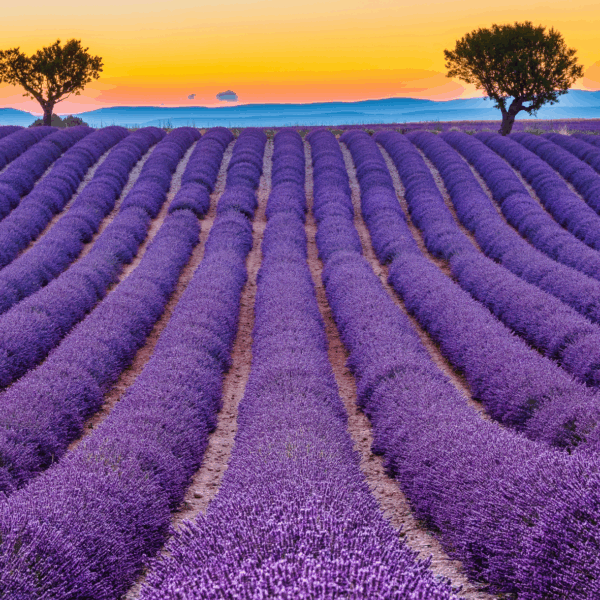 Pavla Apostolaki – Vůně Provence